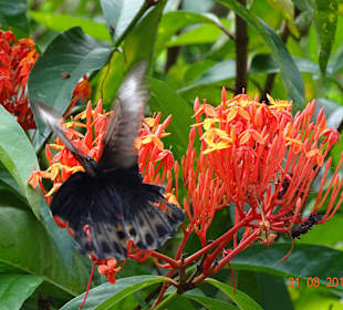 Taman Kupu Kupu - Schmetterlingspark