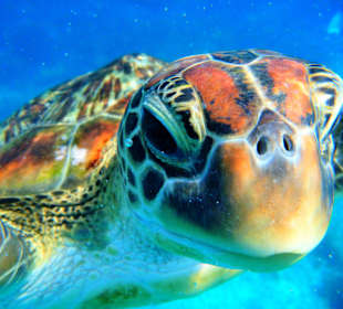 Ich erwarte Dich auf den Similan Inseln
