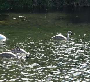 Schaukelweg an der Donau