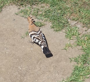 Strandpromenade Torremolinos