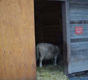 Freilichtmuseum Skansen