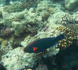 Das Riff am Bootssteg