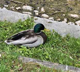 Enten am Forellenbächle
