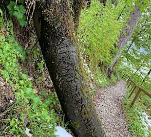 Wandern Kochelbergalm - Aulealm