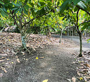 Stadtrundfahrt Bavaro