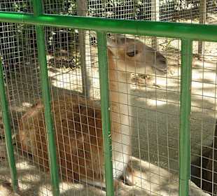 Guanako 