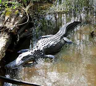 Freilebend und keine 3m entfernt