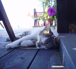 Süsses Kätzchen auf der Terrasse