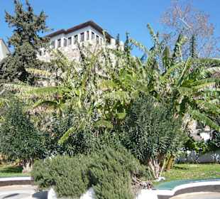 Pflanzenvielfalt am Hafen