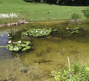 Botanischer Garten der Universität Zürich