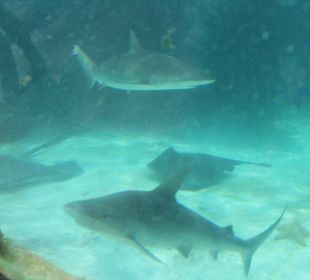 Hotel Atlantis, Paradise Island auf den Bahamas