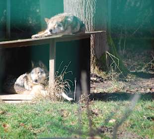 Wölfe in der Sonne
