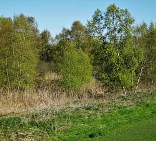 Impressionen vom Schwimmenden Moor
