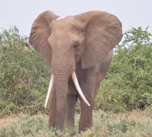 Tsavo West - Elefant