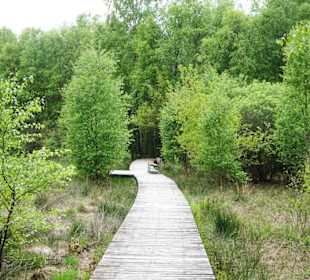 Rundweg durch das Ahlenmoor