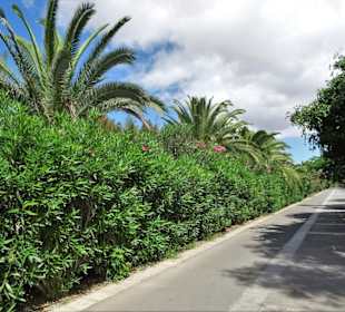 Auf der Promenade des Palmenhaines