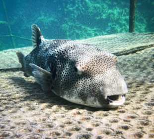 Schnorcheln Marsa Alam