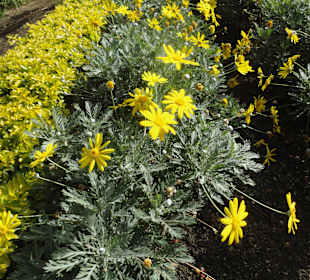 Parque Doramas, Las Palmas 02-2015