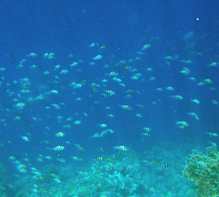 Indopazifische Sergeants