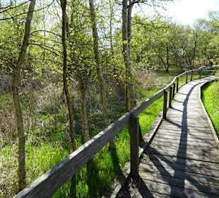 Impressionen vom Schwimmenden Moor