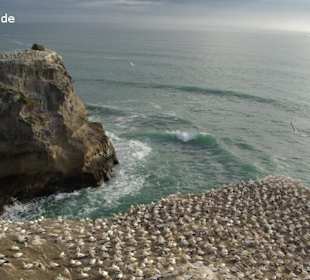 Muriwai Beach Tölpelkolonie