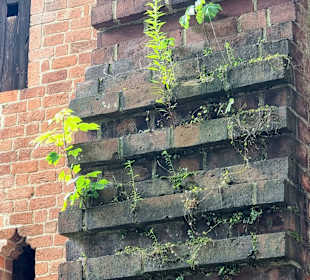 Die Natur kann man nicht aufhalten