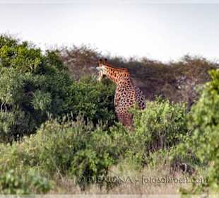 Sie sind tatsächlich riesen groß