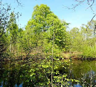 Rundgang durch das Hochmoor des Museums