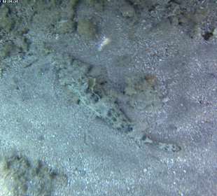 Tauchbasis Extra-Divers Dahab