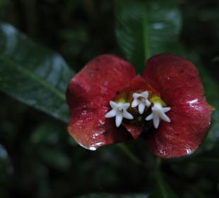 Nebelwald Santa Elena / Monteverde