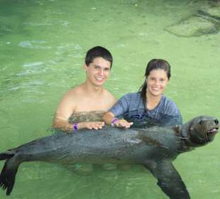 Begegnung mit Seelöwen