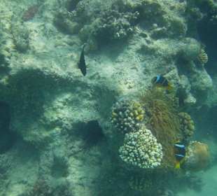 Fische und Korallen Mahmya