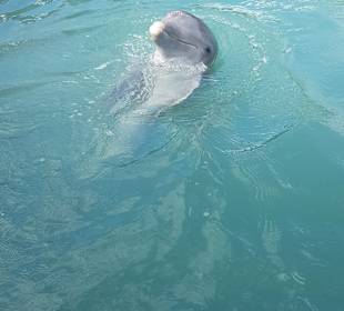 Delfinarium Varadero