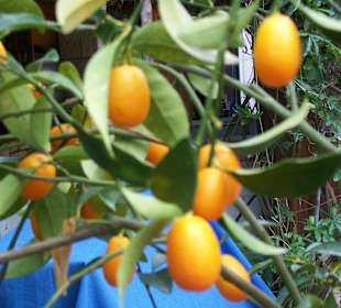 Viele Kumquatsfrüchte