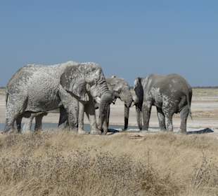 Ausfug in den Etosha Park