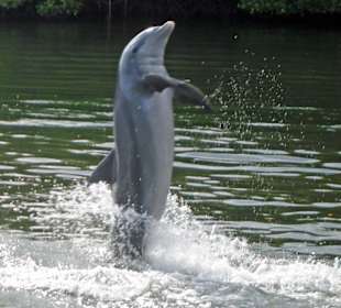 Springender Delphin
