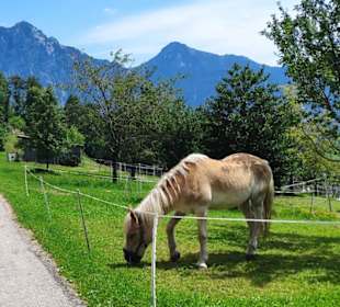 Ein Pferd am Wegesrand