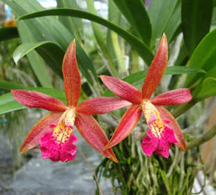 Orchidee