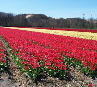 Tulpen velden