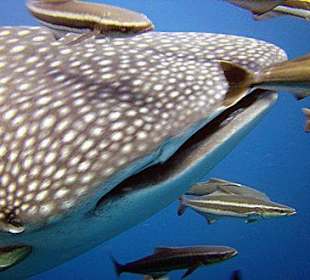 Ein Lächeln für die Fotografin