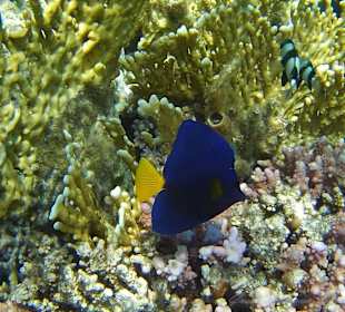Blauer Segelfloss​endoktor 
