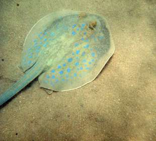 Blaupunktrochen am Hausriff