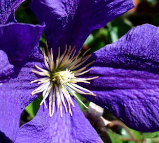 Impressionen aus dem Bibelgarten