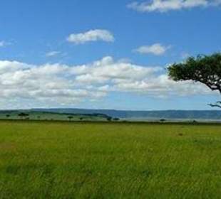Die Mara in der Regenzeit