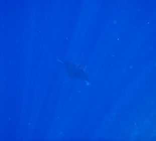 Manta in der Tiefe
