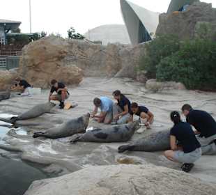 Aquarium L’Oceanogràfic 