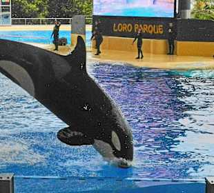 In freier Wildbahn ?