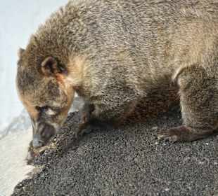 Kameltheater & Weißer Hof