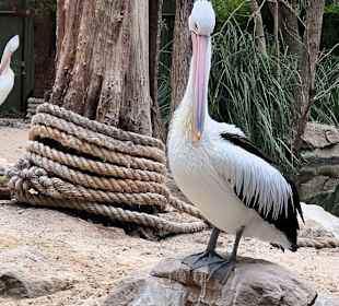 Featherdale Wildlife Park