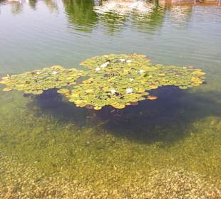 Schwimmteich mit Seerosen